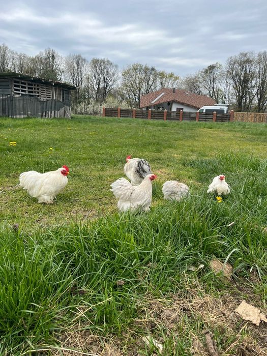 Vând pereche cochinchina pitic