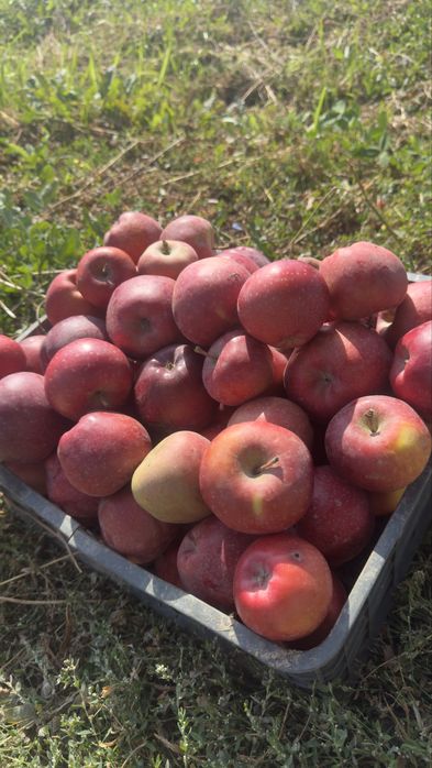 Яблоневый сад (apple garden)