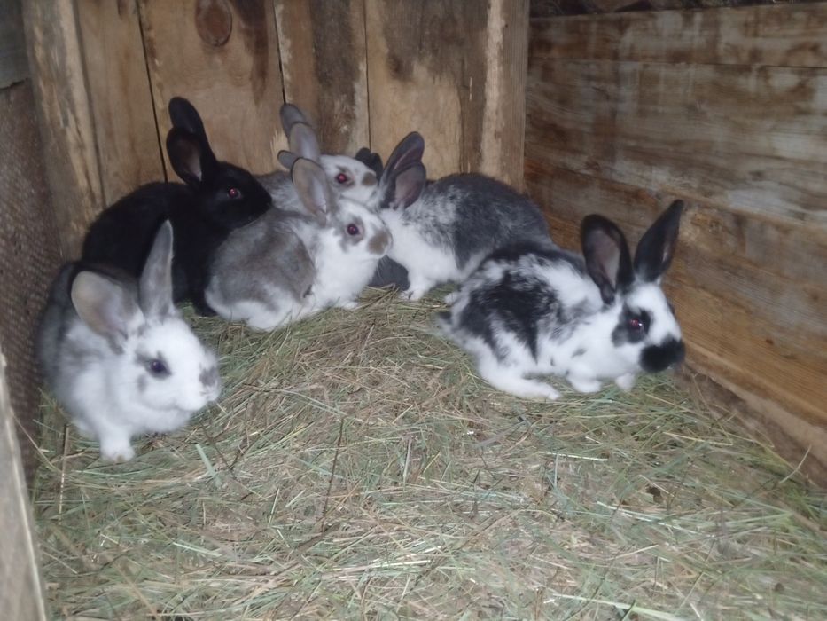 Продам  кроликов