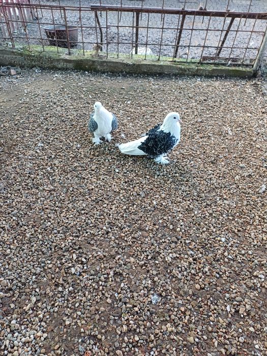 Porumbei creti capaciti