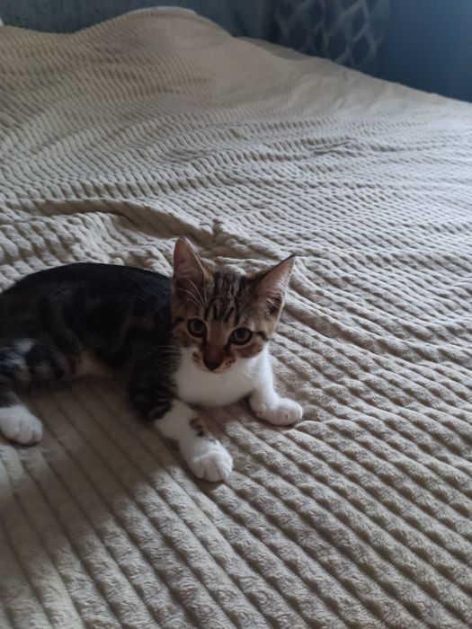 Отдам котят в добрые руки