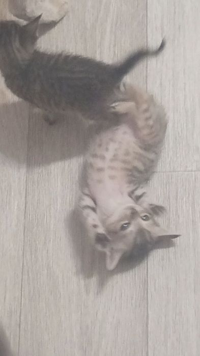 Ищу дом котятам!