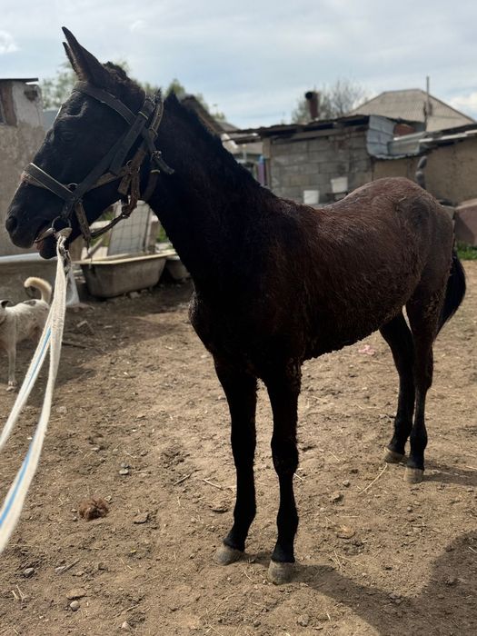 Тай 1 жасар тайлар