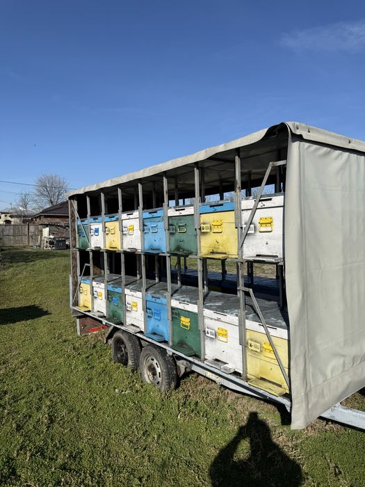 32 familii de albine isi cauta casa noua