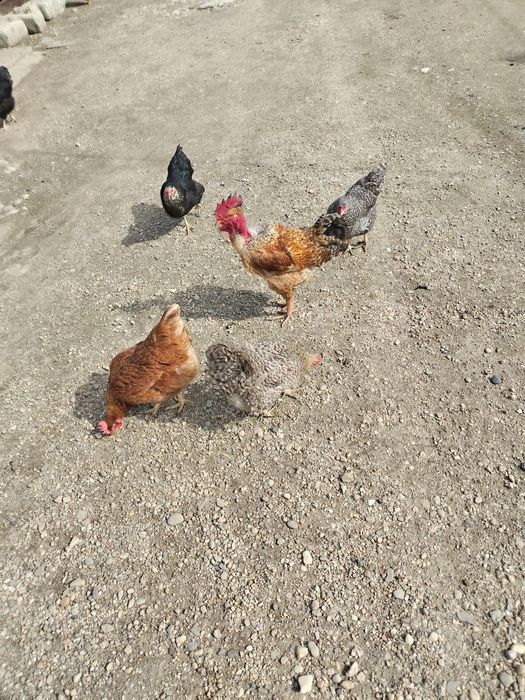 Ouă bio la preț acceptabil