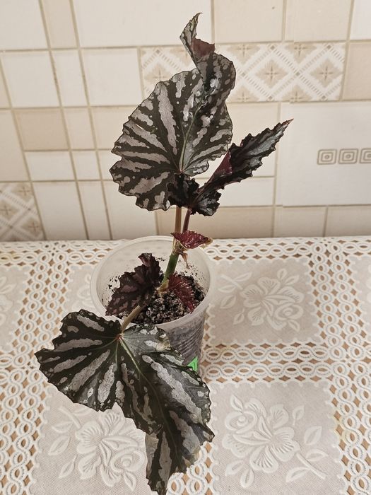 Обалденная бегония