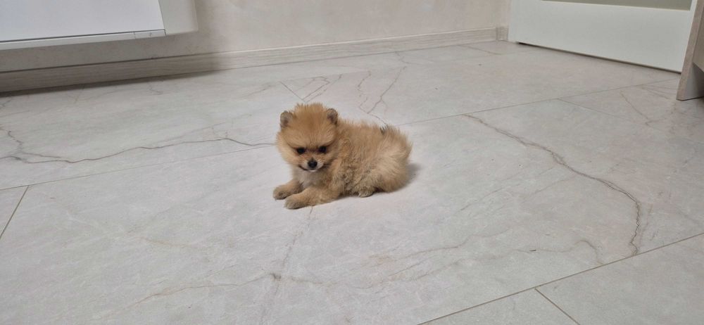 мъжко померанче,померан