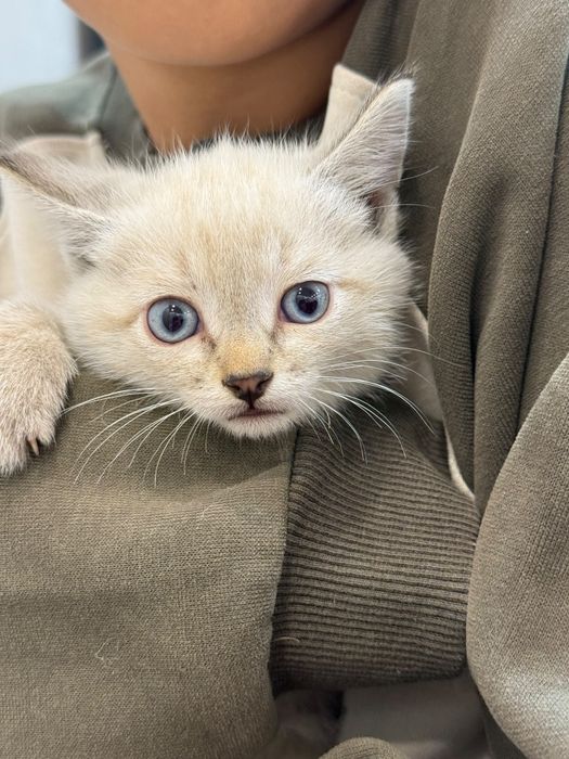 Кошка домашняя 8000