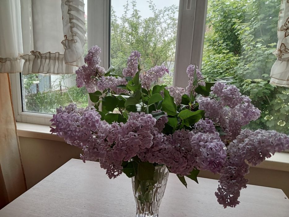 Продам крупную сирень