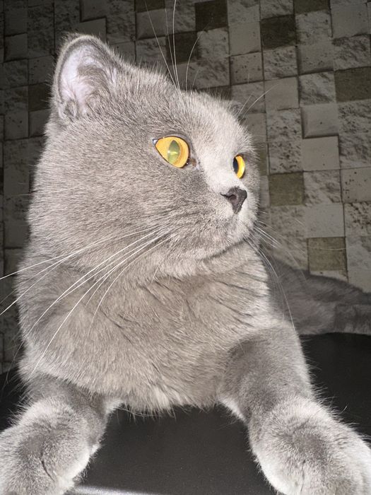 Скотиш фолд 2,5 года