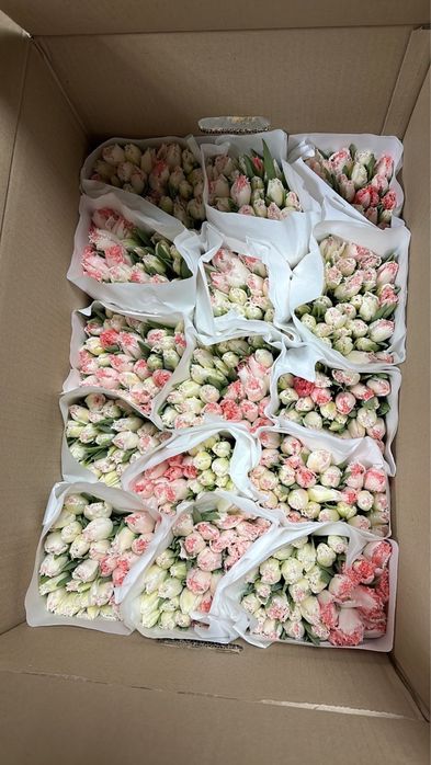 Тюльпаны Оптом и Розница