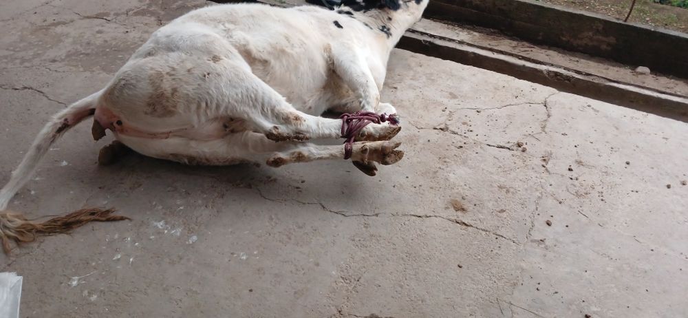 Qassob xizmati 24/7 Qochqorlar bor