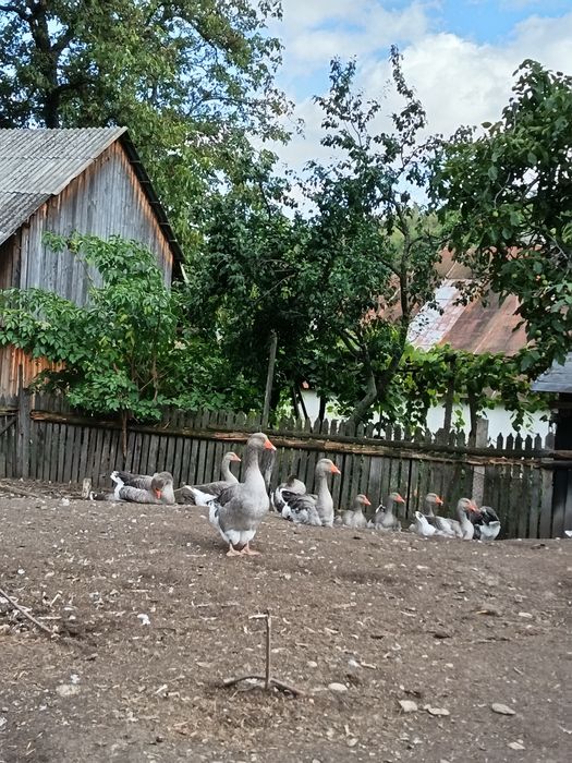 Vând gâște Toulouse