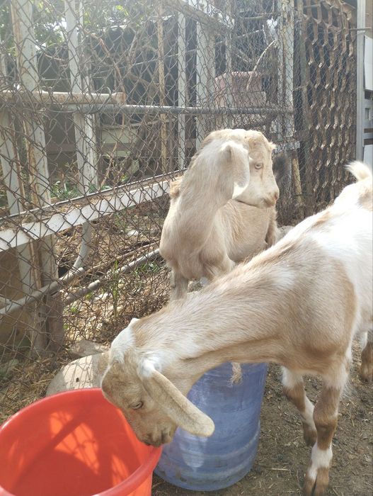 Козёл 2 мальчик 100$