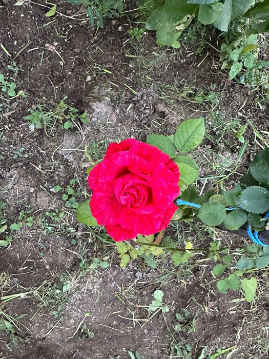 Продам дачу в городе