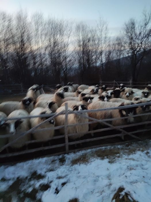 Vând oi breze și bune de lapte sisut bune de lapte