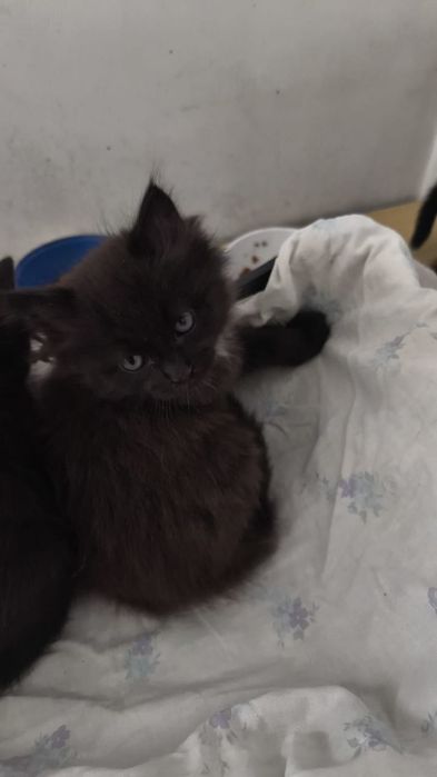 Котята в надёжные руки