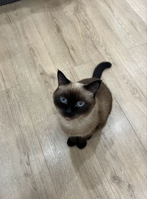 Отдам кота Ричарда в добрые руки