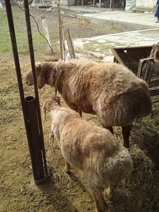 Зотдор бара кучкор Арашан