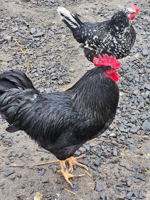 Vând oua pt incubat sau consum