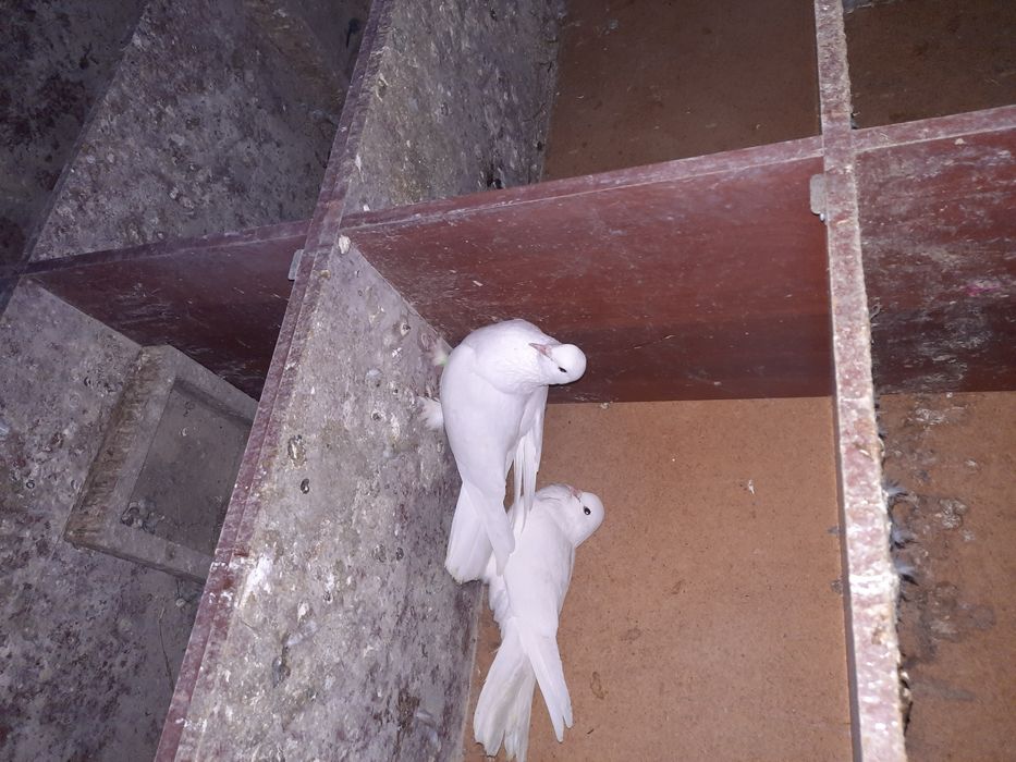 Птица голуби летний