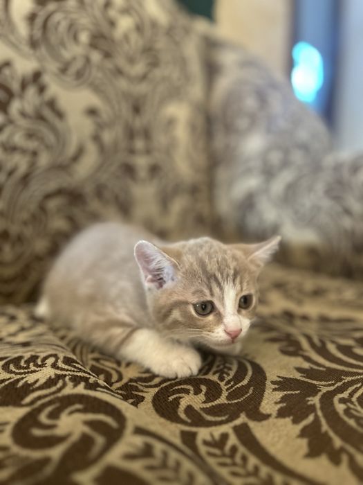отдам котенка в добрые руки