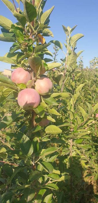 Ярим пакана олма кўчатларимиз бор 3 хил