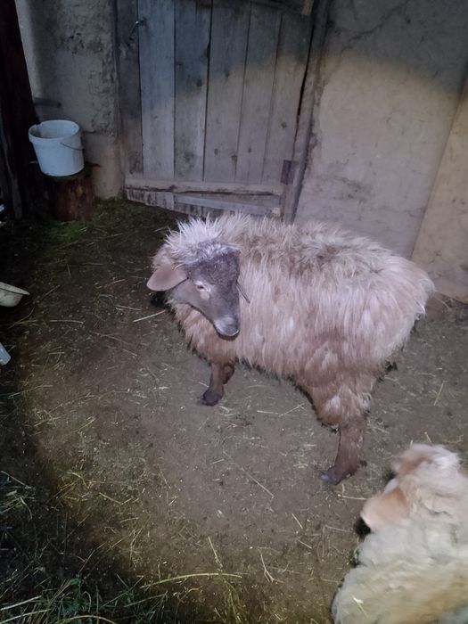 кошкар, баран, қошқар, кочкар, қой