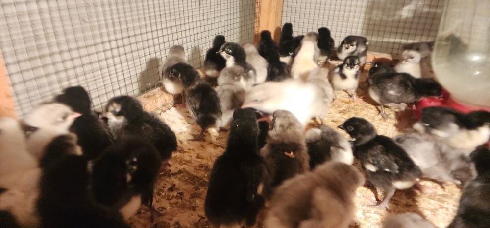 AVSTRALORP VA SENDI ZOTI Qoshilgan JOJALAR Gibrid Австрлалорп ва сенди