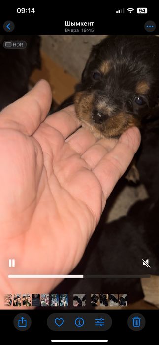 Щенки спаниеля.