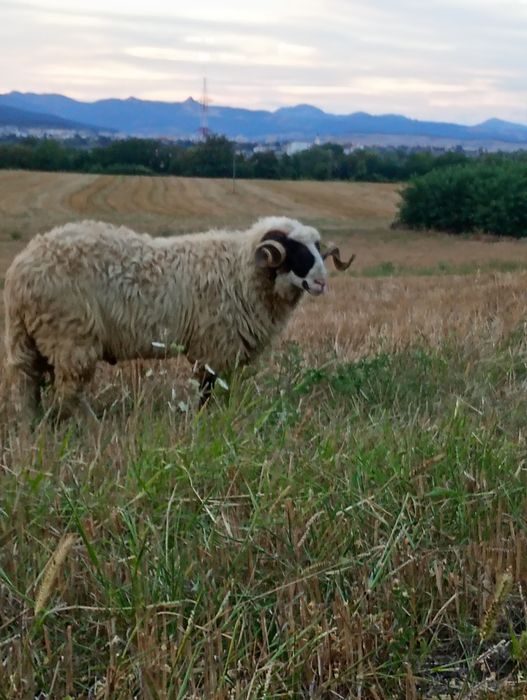 Berbec de vânzare