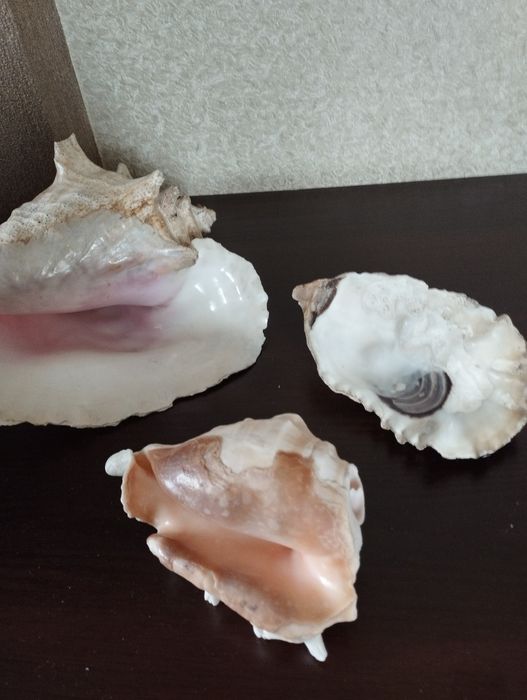 Продаются большие раковины