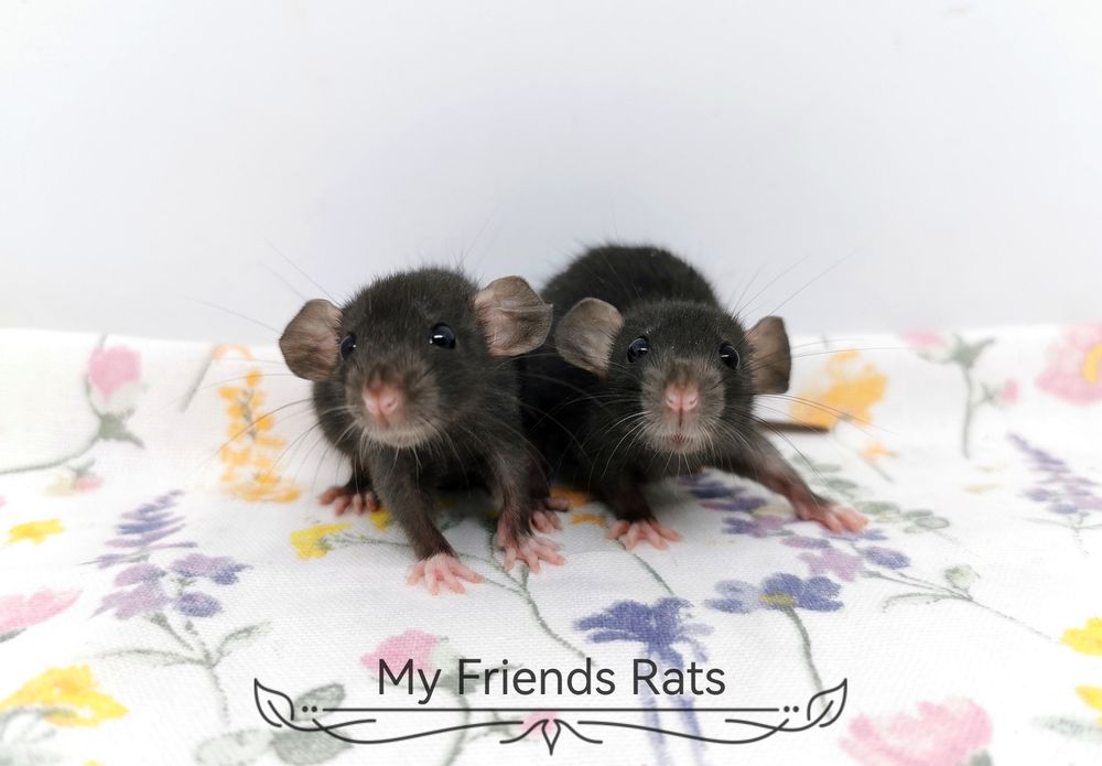 Декоративни плъхчета