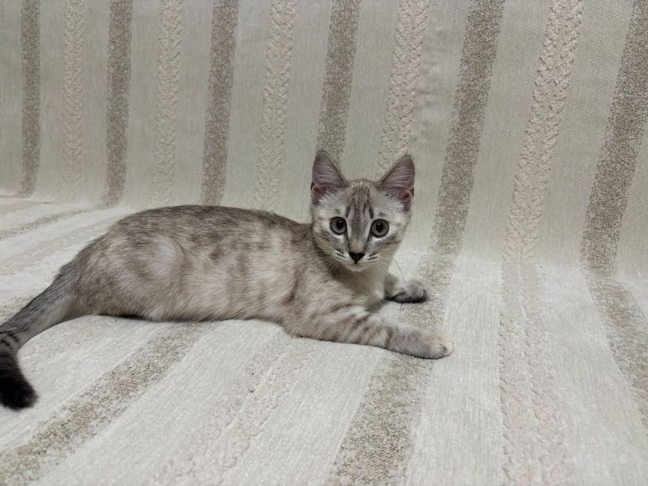 Маленький котенок девочка домашняяя