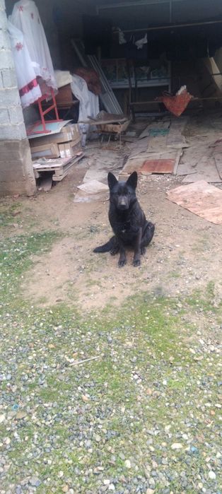 Восточной Европейской овчарка