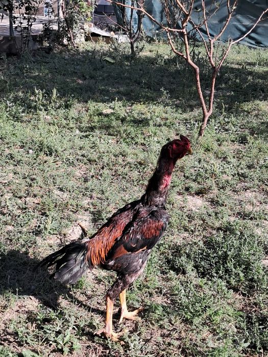 Dakang xuroz sotiladi