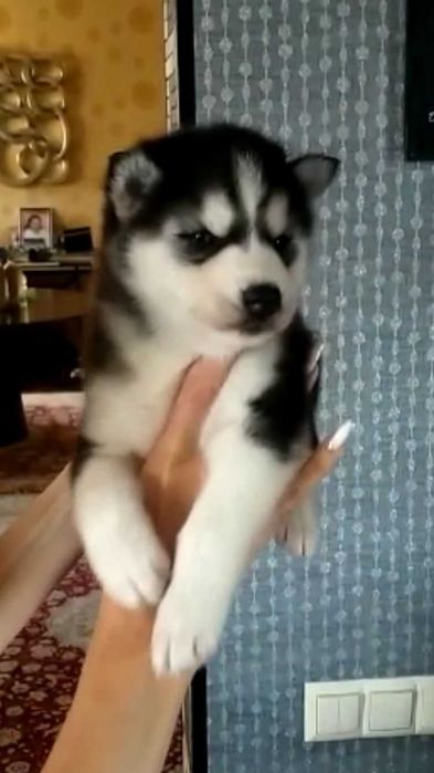 Красавец хаски 40 дней