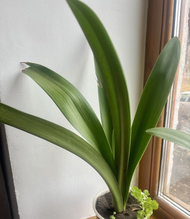 Продам цветы гиппеаструма