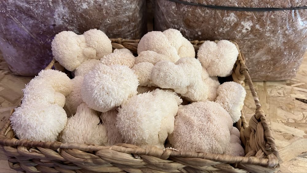 Ciuperci Lion’s Mane (Coama leului)