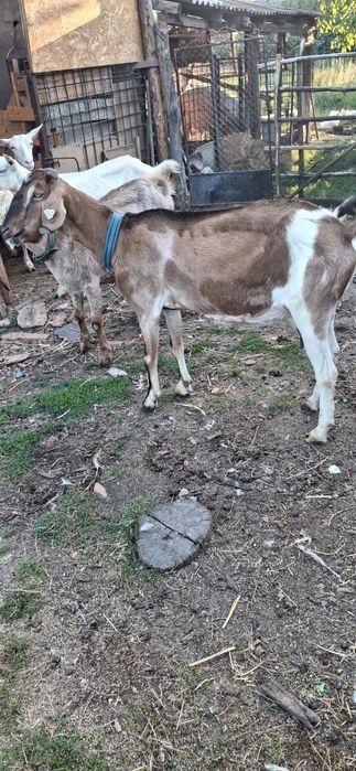 Vind capre anglolbiene și sânziene la doua și a treia fătare