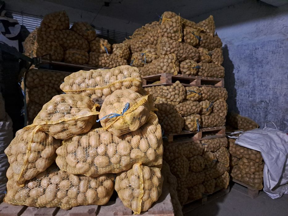 Картофи за консумация и семена