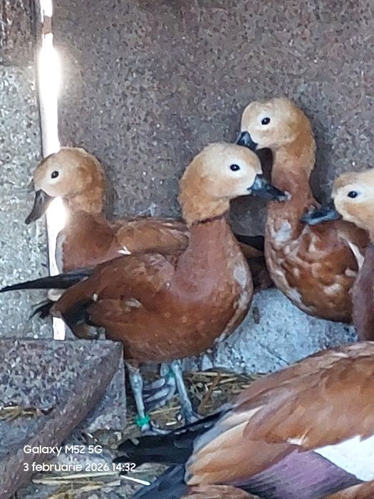 Vând  califar  roșu