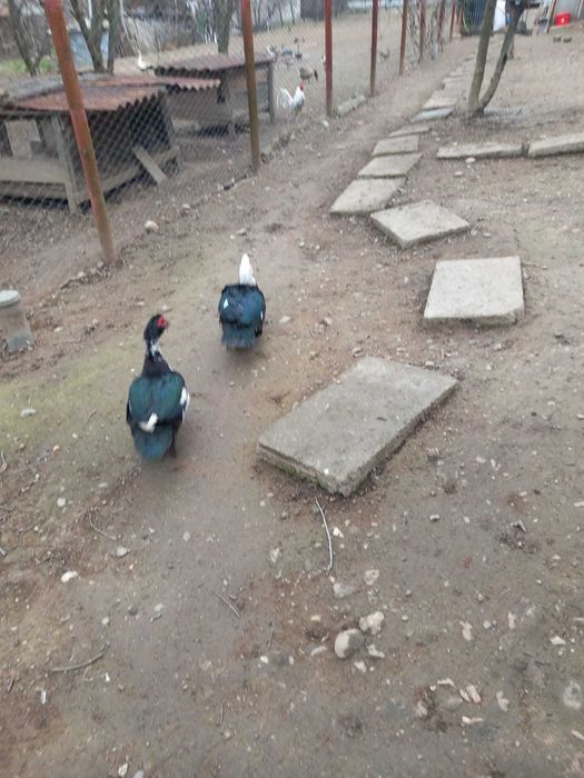 Oua incubat rață leseasca