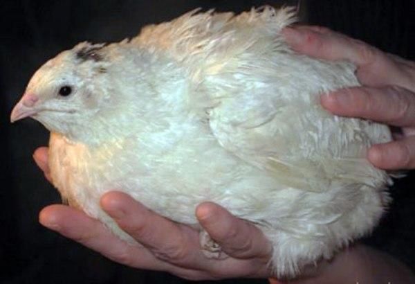 Бедана белий гигант Эстон, Феникс, смокинг беданала сотилади