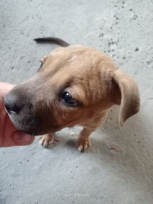 Продаются собачки