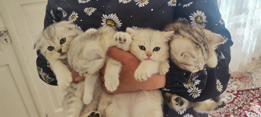 Scottish Fold 2 oylik soglom onasi bilan berladi
