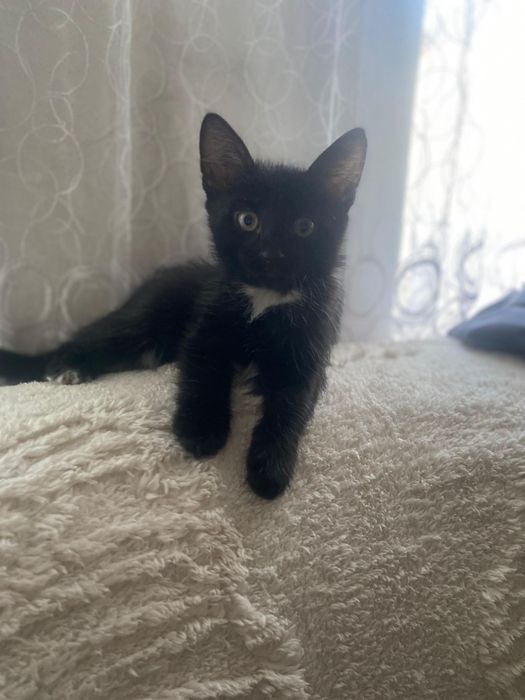 Котята срочно ищут дом