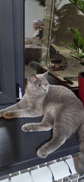 Продам кота.мальчик