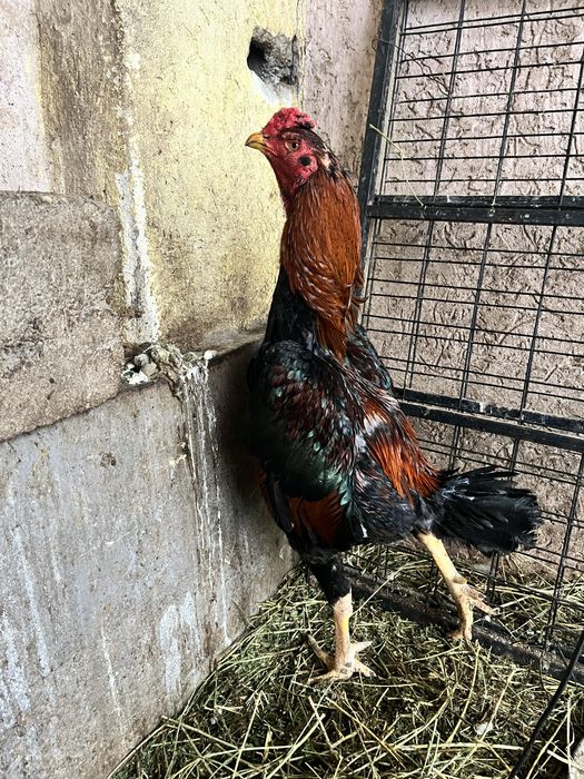 Дакан түлек қораз