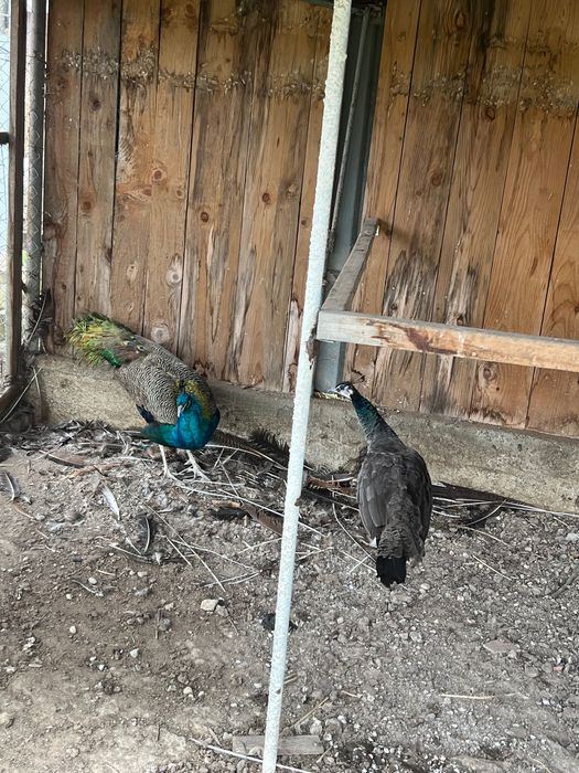 Продавам чифт Индийски пауни и чифт Сребърни фазани - работещи!